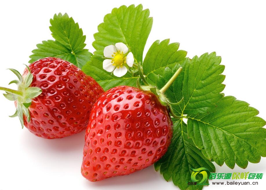 草莓種植方法 | 草莓種子播種技術 | 草莓栽培方法！